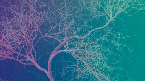 Investigadores hallan vasos sanguíneos en nuestros huesos