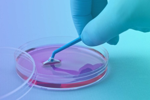 Trasplantes y células madre invisibles: un nuevo camino para evitar el rechazo