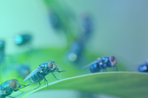 La lucha contra las infecciones hospitalarias pasa por la lucha contra los mosquitos, según un estudio