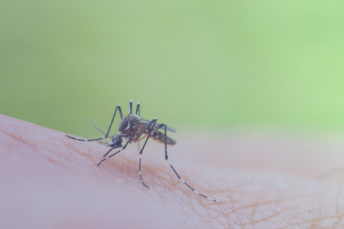 ¿Mosquitos capaces de repeler virus? Ahora es posible