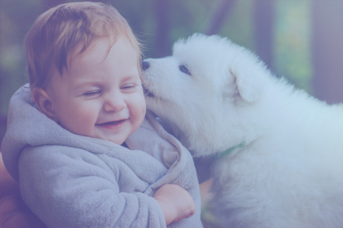 La exposición a los perros en la infancia puede proteger contra el eccema y el asma