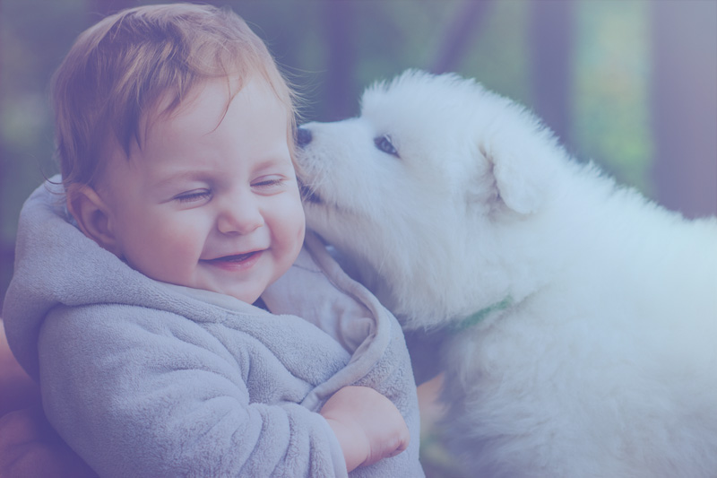 La exposición a los perros en la infancia puede proteger contra el eccema y el asma