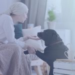 Un estudio demuestra que los perros pueden oler el cáncer en la sangre