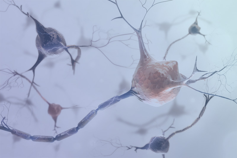 regeneran-neuronas-en-ratones