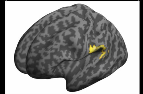 Los efectos de la soledad en el cerebro